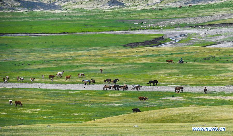 Grass on pastures of Inner Mongolia resumes growth