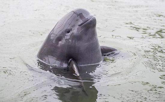 A Yangtze finless porpoise is seen in Poyang Lake in January. (Photo/Xinhua)