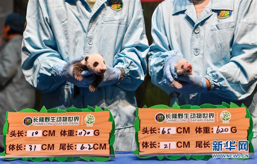 Breeding base in Guangzhou welcomes two panda cubs