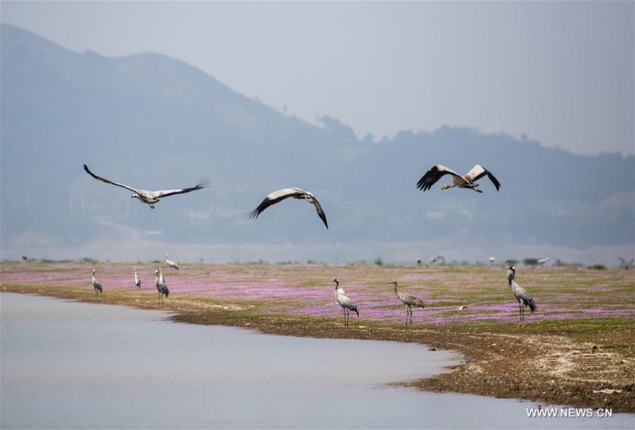 Migratory birds settle around Poyang Lake to escape chilly weather