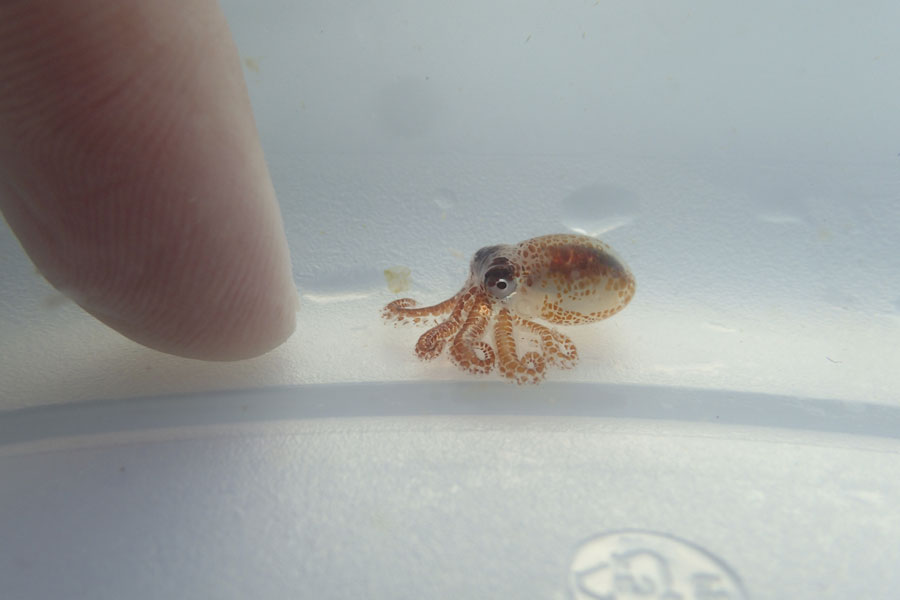 This Aug. 1, 2018 photo provided by the National Park Service shows a baby octopus next to a woman's finger inside a plastic container at Kaloko-Honokohau National Historical Park in waters off Kailua-Kona, Hawaii. Hawaii scientists found two tiny, baby octopuses floating on plastic trash they were cleaning up while monitoring coral reefs. [Photo: AP/National Park Service, Ashley Pugh]