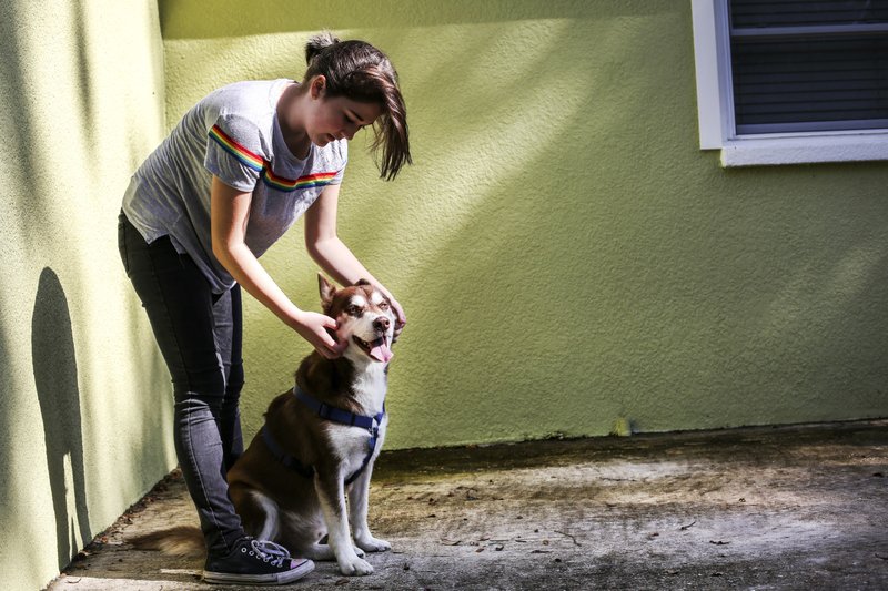 In this Wednesday, Nov. 21, 2018 photo, Rose Verrill, 13, rubs the head of a brown and white Husky named Sinatra at her home in Seffner, Fla. Eighteen months after the dog disappeared from his home in New York, he ended up wandering in a Florida neighborhood where Verrill took him in. Turns out, Sinatra once belonged to Zion Willis, 16, who died in a gun accident in Brooklyn, N.Y., in 2015. He'll be reunited with her family in Baltimore on Nov. 25. [Photo: AP/ Bronte Wittpenn/ Tampa Bay Times]