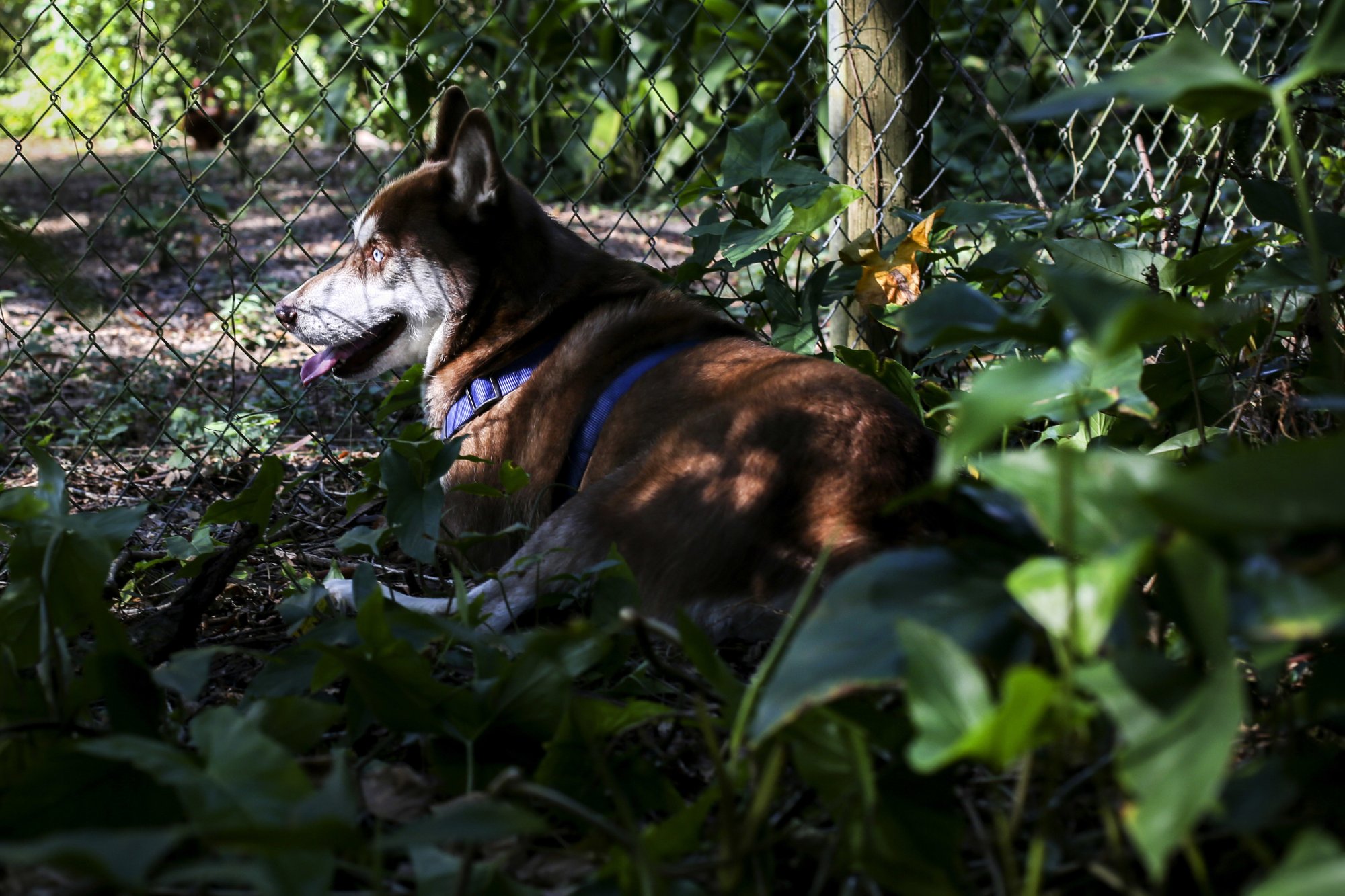In this Wednesday, Nov. 21, 2018 photo, Sinatra, a brown and white Husky, rests in the yard of the Verrill family at their home in Seffner, Fla. Eighteen months after the dog disappeared from his home in New York, he ended up wandering in a Florida neighborhood where 13-year-old Verrill took him in. Turns out, Sinatra once belonged to Zion Willis, 16, who died in a gun accident in Brooklyn, N.Y., in 2015. He'll be reunited with her family in Baltimore on Sunday. [Photo: AP/ Bronte Wittpenn/ Tampa Bay Times]