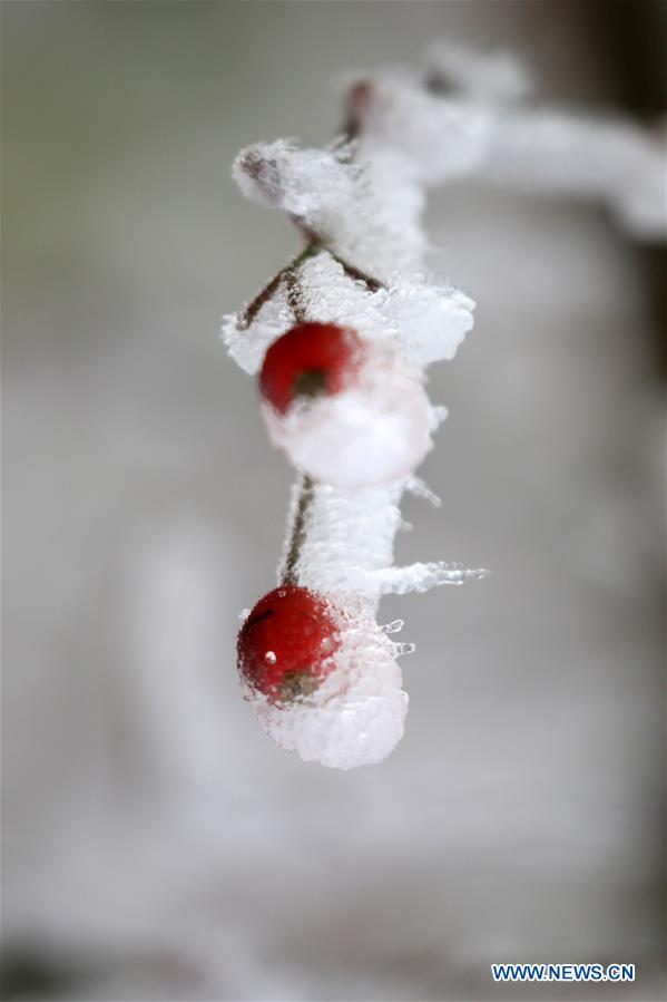 Plants covered by ice and snow at Wanbaoshan wood farm in China's Hunan