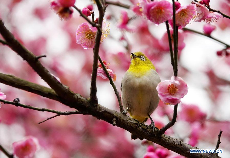Wild bird rests on blossoming plum tree in Guiyang, SW China's Guizhou
