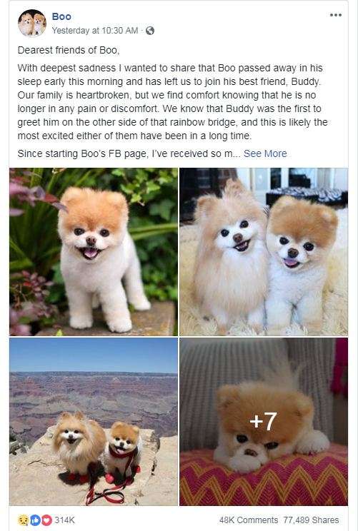 The screen shot of the announcement of Boo's death on its owner's Facebook account. [Photo: China Plus]