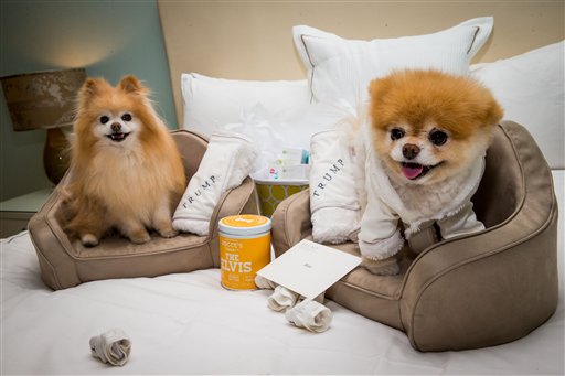 Buddy and Boo pictured as Boo, "The World's Cutest Dog" sighting at a luxury penthouse at Trump International Hotel in Las Vegas on April 28, 2014. [File photo: AP]
