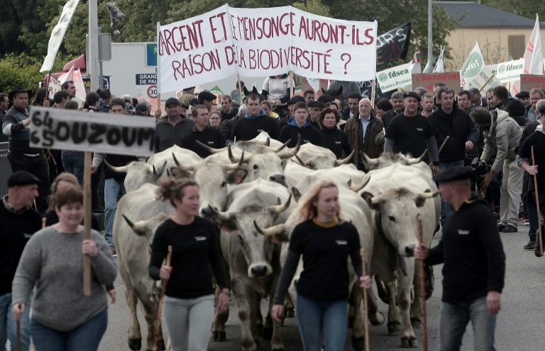 Hundreds protest against release of bears in France