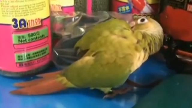Sentence for man who sold protected parrots commuted to two years