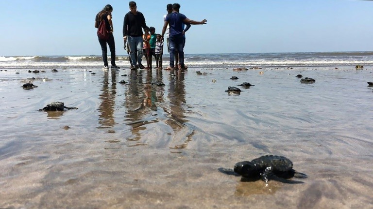 Olive ridley turtles hatch in Mumbai after two decades