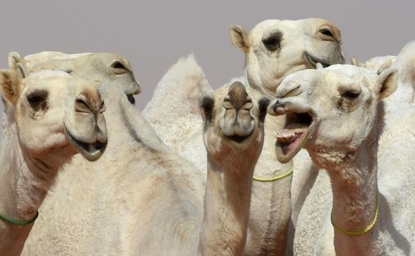 A dozen camels banned from Saudi beauty pageant for Botox use