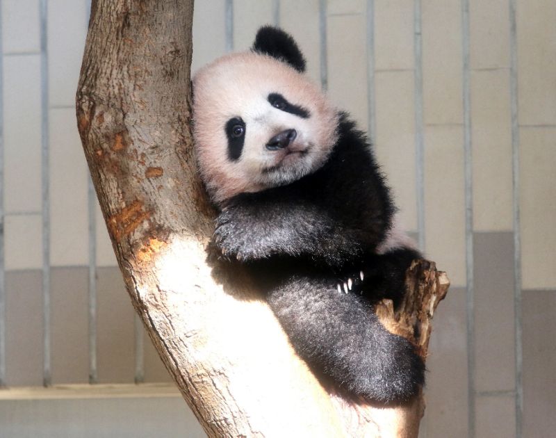 Japan's latest overtime example? Xiang Xiang the panda