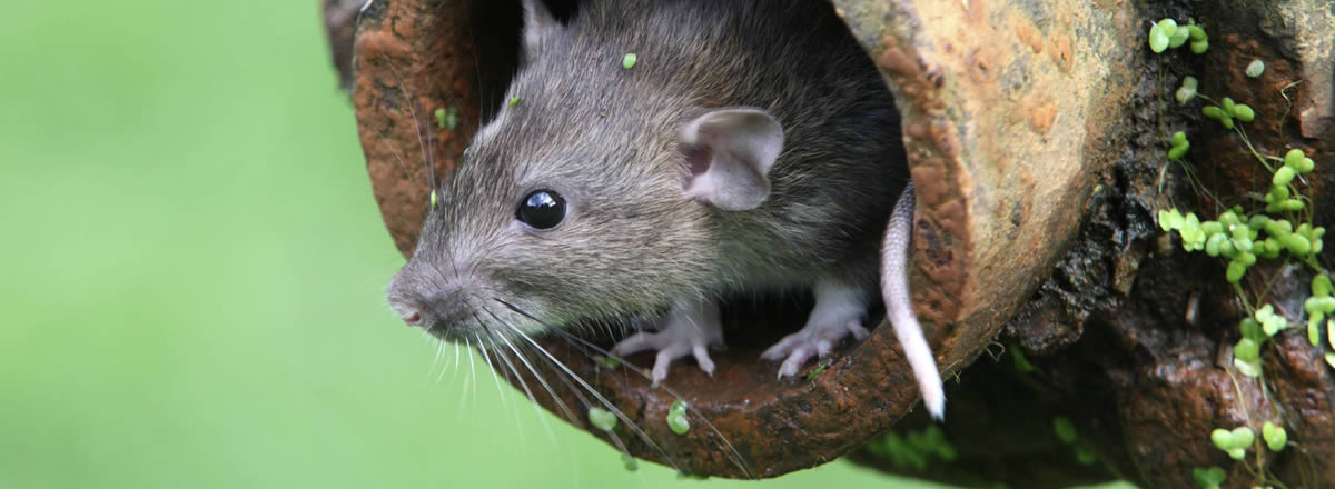 Video: Paris is flooding and rats are taking cover