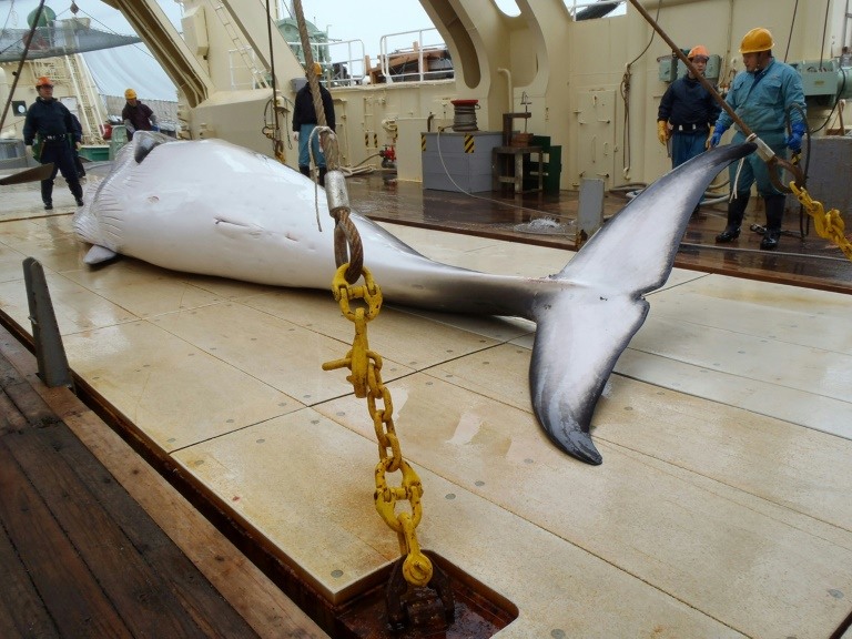 Japan seeks upgraded whaling ship as PM vows to continue hunts