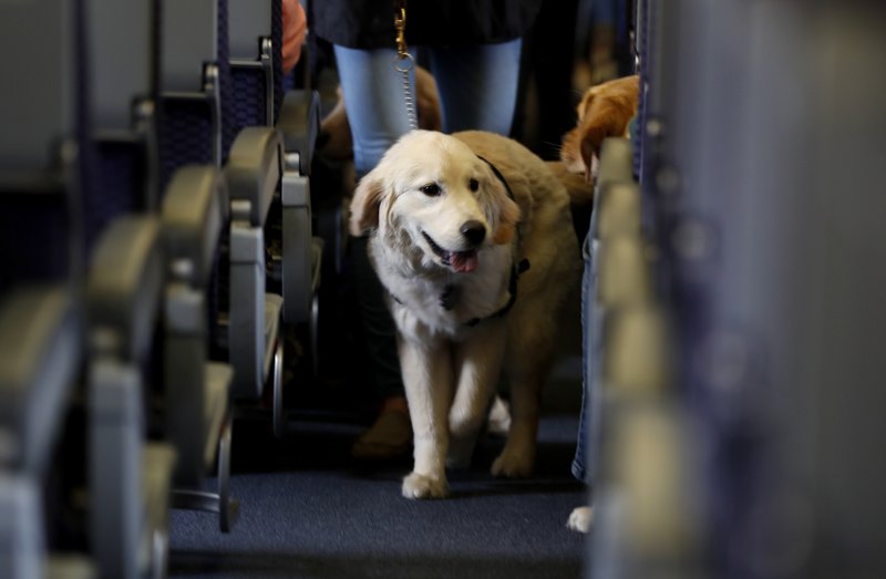 Good dog, bad dog ... Delta wants to know before you board