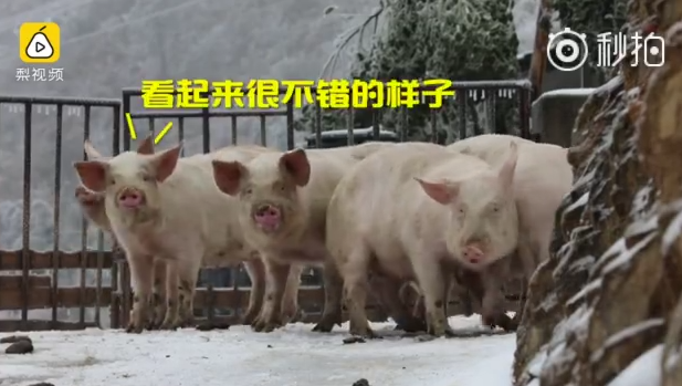 Video: Pigs in South China have fun in an ice world