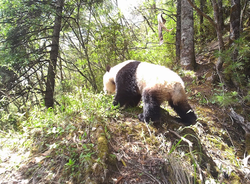 Panda found in critical condition in Sichuan forest