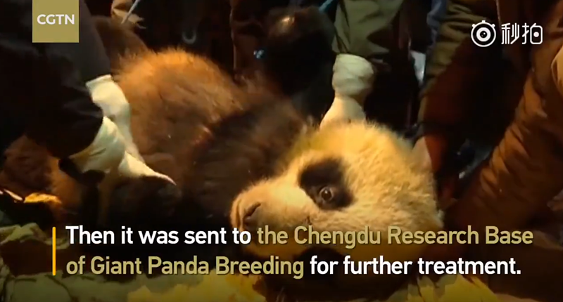 Video | Villager rescues starving panda