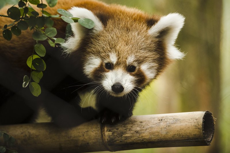 Red panda babies make debut at Philadelphia Zoo