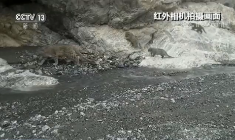 Snow leopards spotted in Northwest China nature reserve