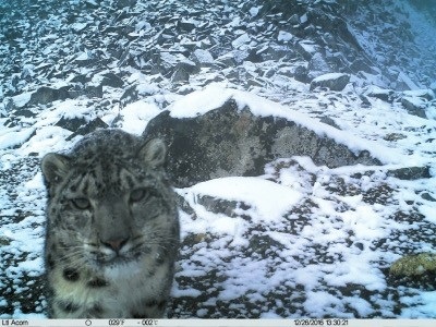 China's largest-ever survey on snow leopards near completion