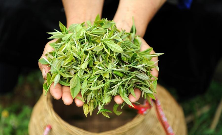Danzhai County changes tea plantation management mode to promote poverty relief