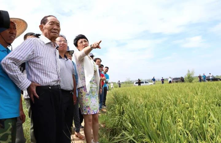 Yuan Longping's saltwater rice to become UAE national gift