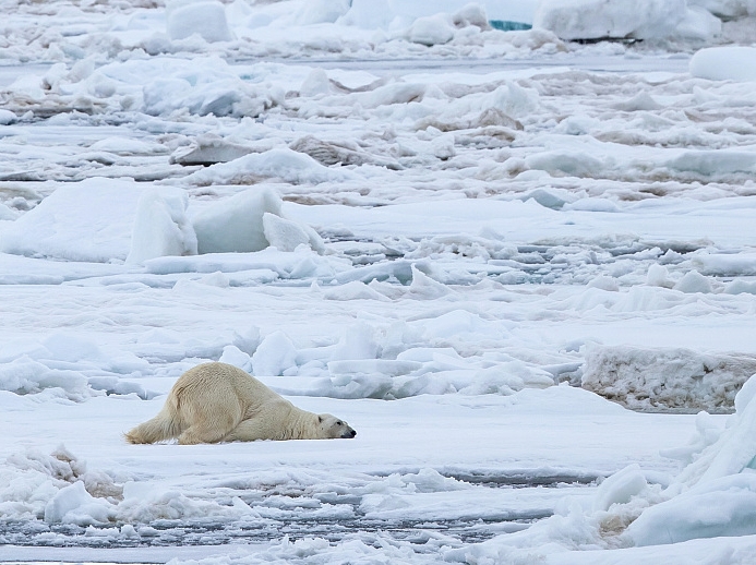 Cruise ship passenger attacked by polar bear on Norway's Arctic Svalbard