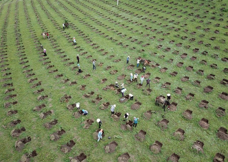 Workers promote ecological protection through afforestation in N China's Hebei