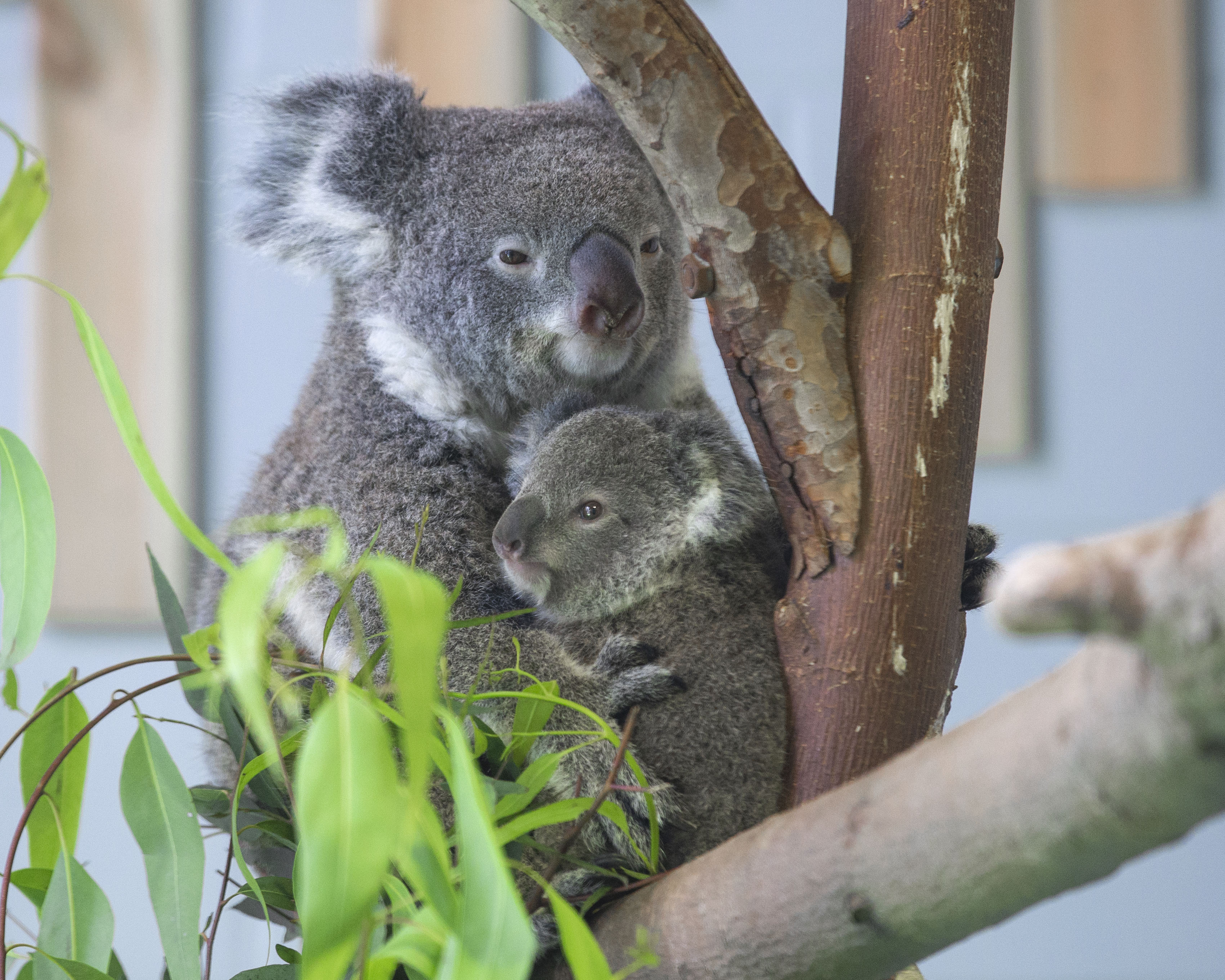 Newborn koala meet visitors in Nanjing
