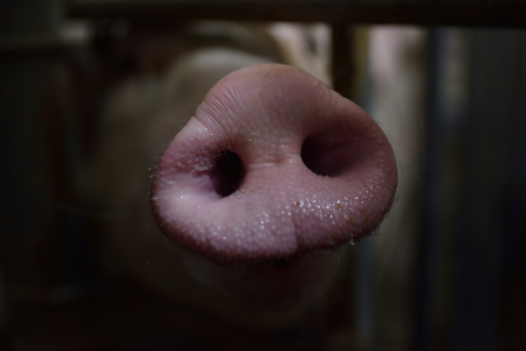 Japan culls livestock after hog cholera outbreak
