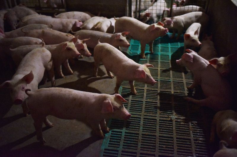 China reports new African swine fever case